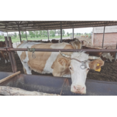 肉牛直线育肥技术