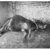 牛中毒性疾病的防治